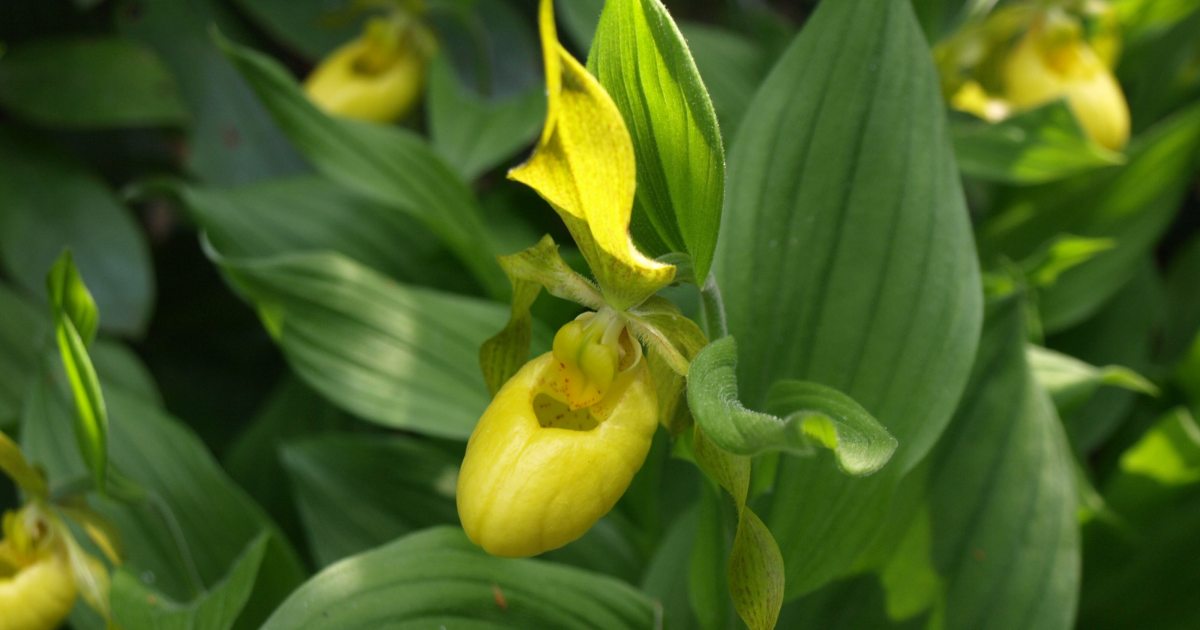 Native Orchid Conservation at Longwood Gardens | Longwood Gardens